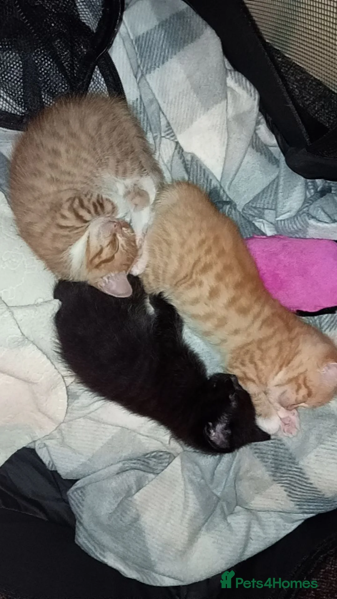 British Longhair cats for sale: Kittens  in Bathgate - Advert 1