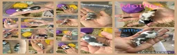 Mouse rodents for sale: 🐭 Friendly Fancy Mice - Males & Females 🐭 - Advert 5