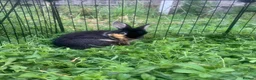 Netherland Dwarf rabbits for sale: URGENT 1 LEFT - Advert 28