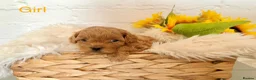 Lhasapoo dogs for sale: Lhasapoo pups (doodles) F1b  - Advert 6