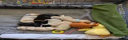 Labrador Retriever dogs for sale: Seven Week old Labrador Pups in Aberdeen - Advert 6