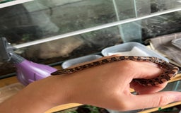 Boa Snake reptiles for sale: Brazilian rainbow boa babies  - Image 15