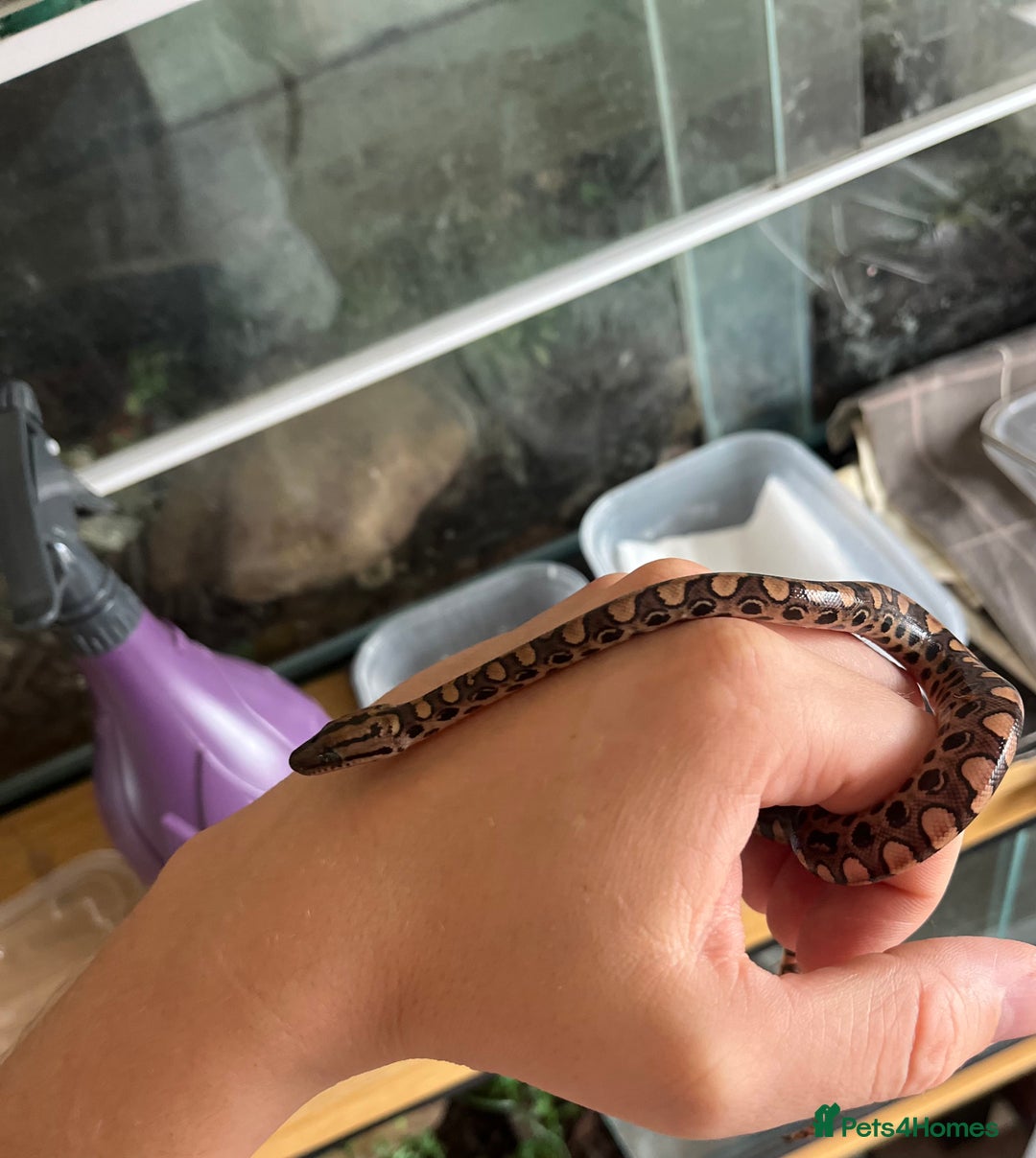 Boa Snake reptiles for sale: Brazilian rainbow boa babies  - Image 15