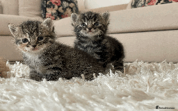 Mixed Breed cats for sale: 4Adorable Longhair Kittens-ready late Sep - Image 6