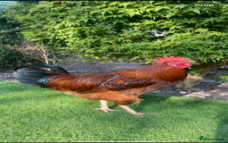 Chickens poultry for sale: 2 x beautiful Cockerels - Image 1