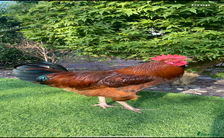 Chickens poultry - Advert 2