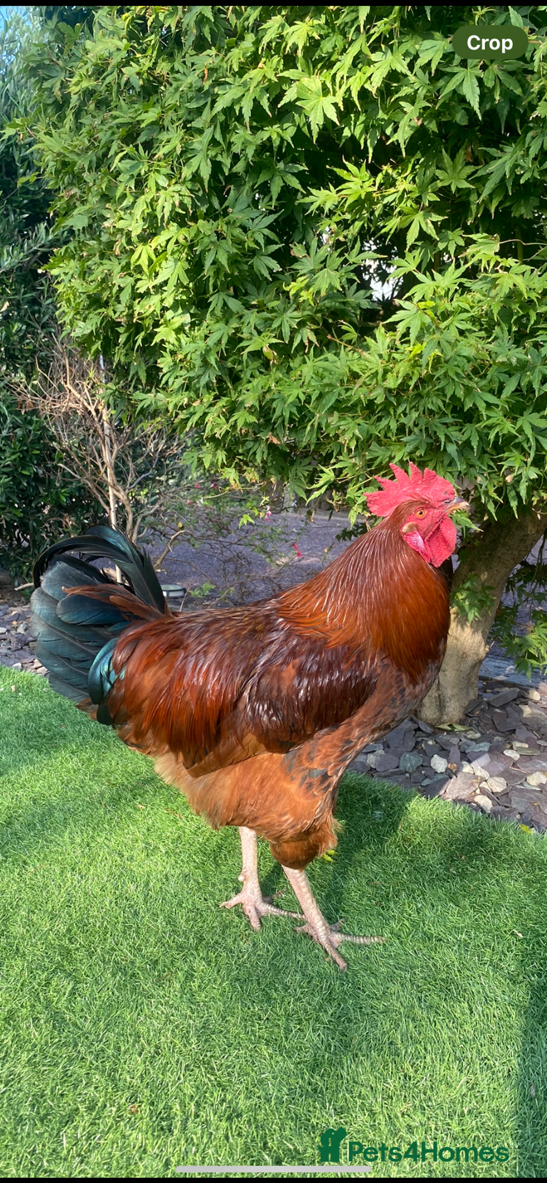 Chickens poultry for sale: 2 x beautiful Cockerels - Image 1