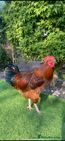 Chickens poultry - Advert 4