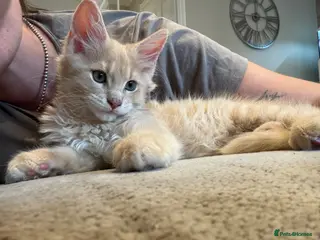 Maine Coon cats GCCF Pedigree Maine Coon kitten - Advert 8