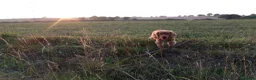 Cocker Spaniel dogs for stud: Lemongrass Cocker spaniel pet for stud. in Cullompton - Advert 7
