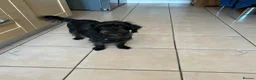 Mixed Breed dogs for sale: 4 month Patterdale Terrier Cross - Advert 4