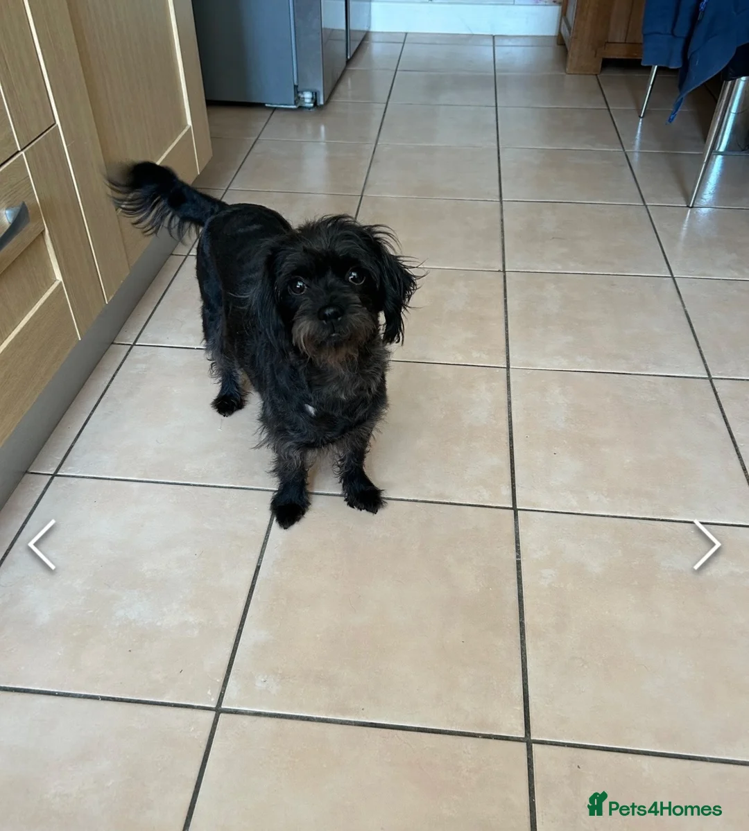Mixed Breed dogs for sale: 4 month Patterdale Terrier Cross - Advert 4