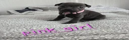 Staffordshire Bull Terrier dogs for sale: Beautiful Blue Staffies ❤️🙌 - Advert 4