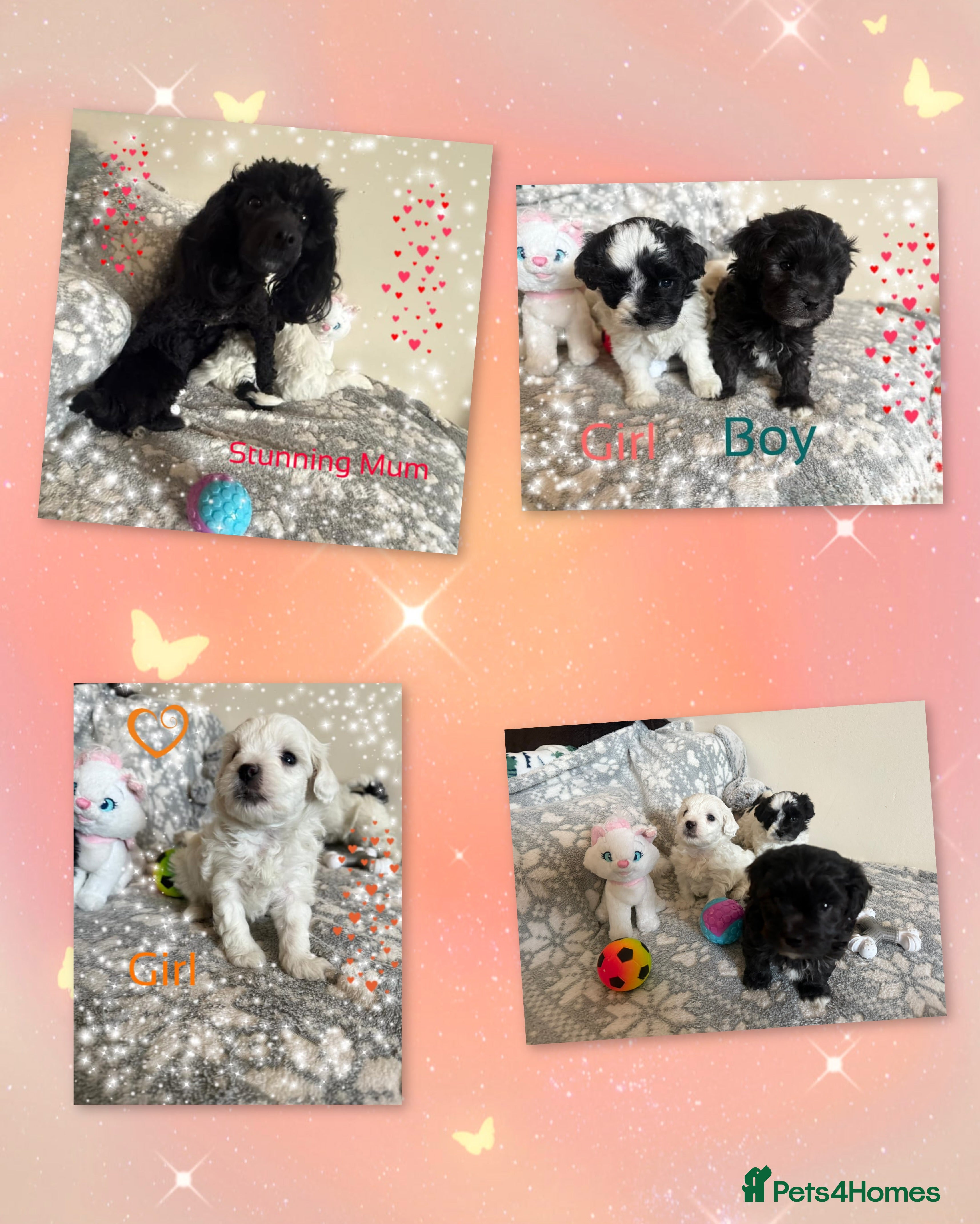 Maltipoo dogs Exceptional Genuine F1 Maltipoo puppies  - Advert 16