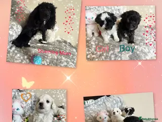 Maltipoo dogs Exceptional Genuine F1 Maltipoo puppies - Advert 1