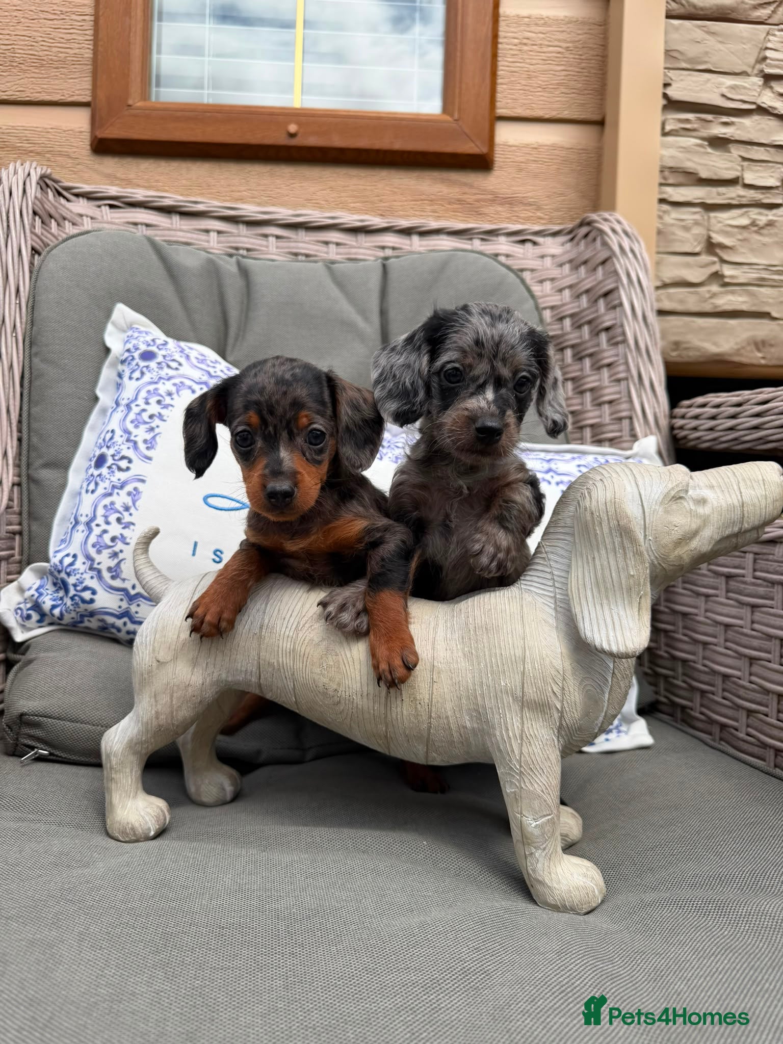 Doxiepoo dogs Miniature doxiepoo puppies (council licensed)  - Advert 1