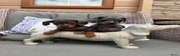 Doxiepoo dogs for sale: Miniature doxiepoo puppies (council licensed)  - Advert 1