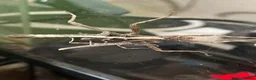 Stick Insects invertebrates for sale: Sunny stick insects (Free) - Advert 3