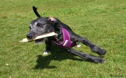 Lurcher dogs for sale: Sports lurchers - Image 14