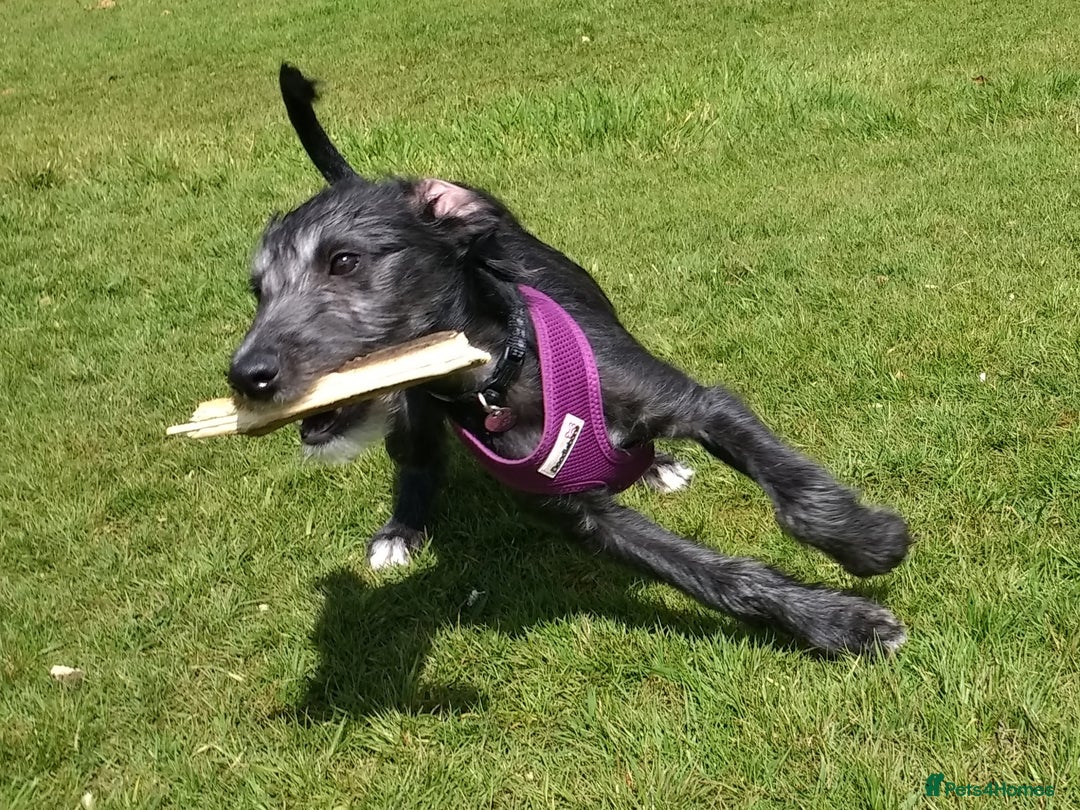 Lurcher dogs for sale: Sports lurchers - Image 14