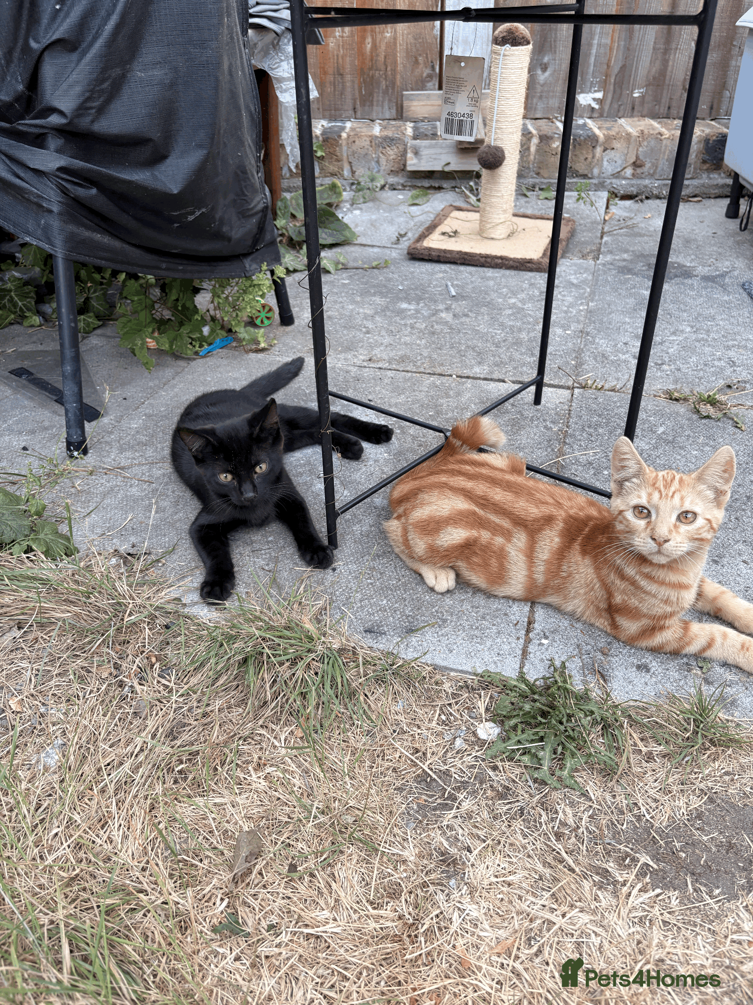 Domestic Shorthair cats Ash & Cody  - Advert 3