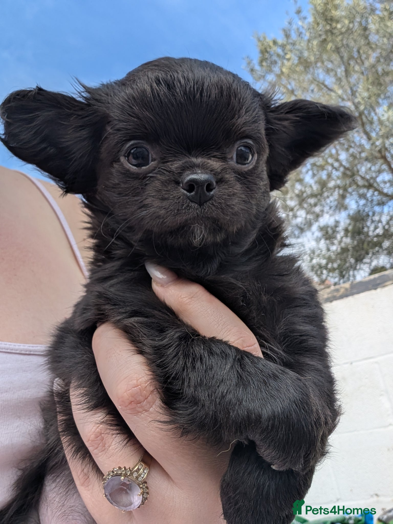 Chihuahua dogs KC registered Solid black Long Coat Boy Chihuahua - Advert 1