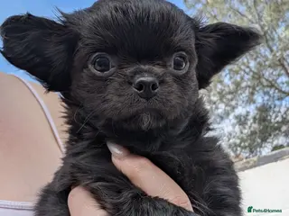 Chihuahua dogs KC registered Solid black Long Coat Boy Chihuahua - Advert 2