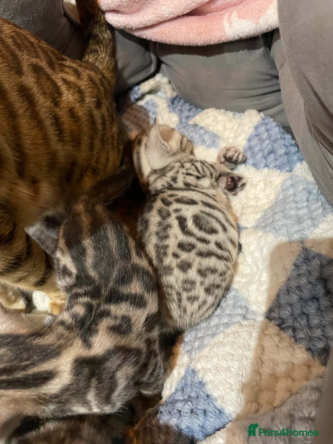 Bengal cats for sale: Pure Bengal Kittens  - Advert 17