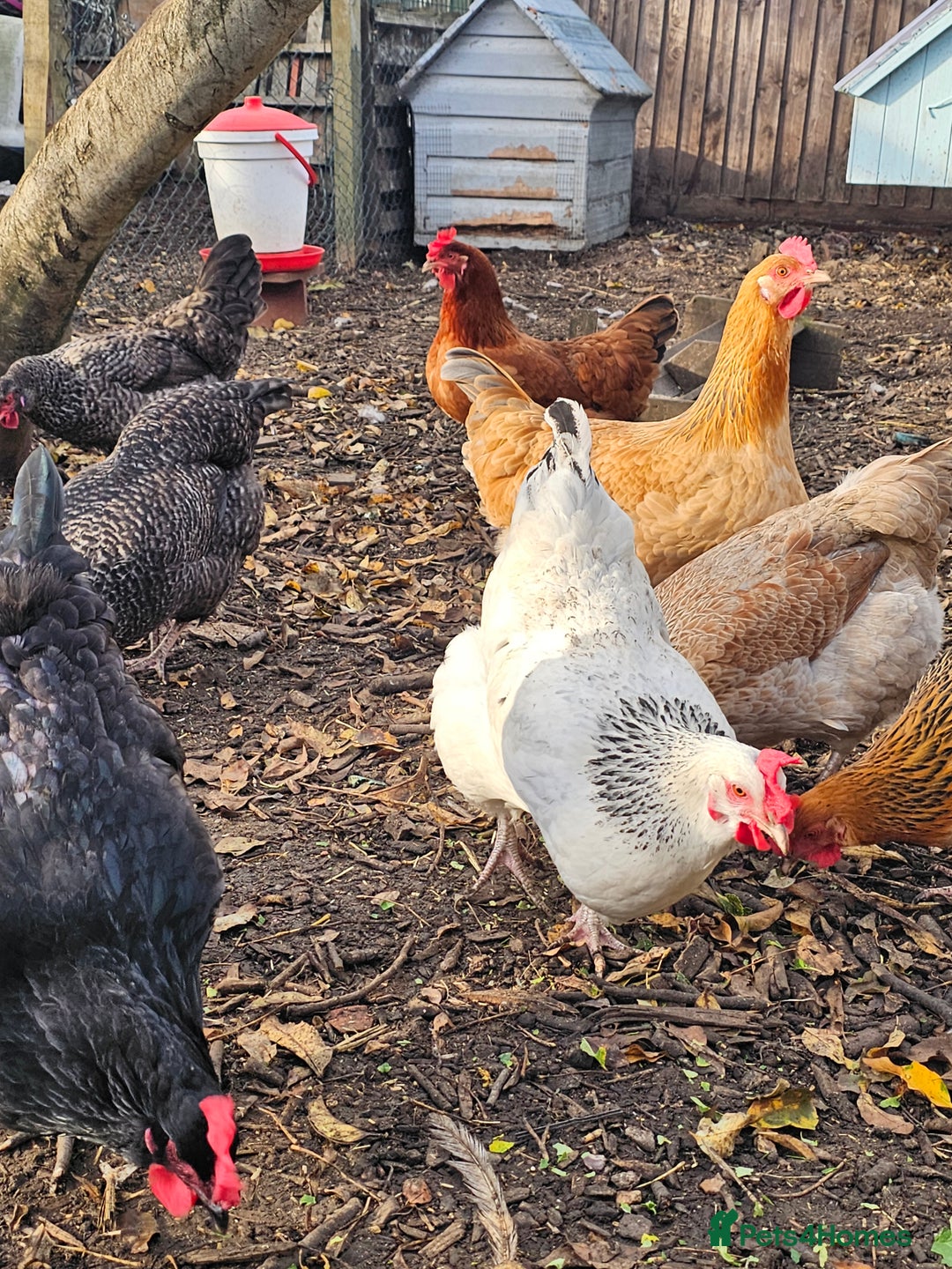 Chickens poultry for sale: Lovely Chickens for Sale –  Just Started Laying - Image 11