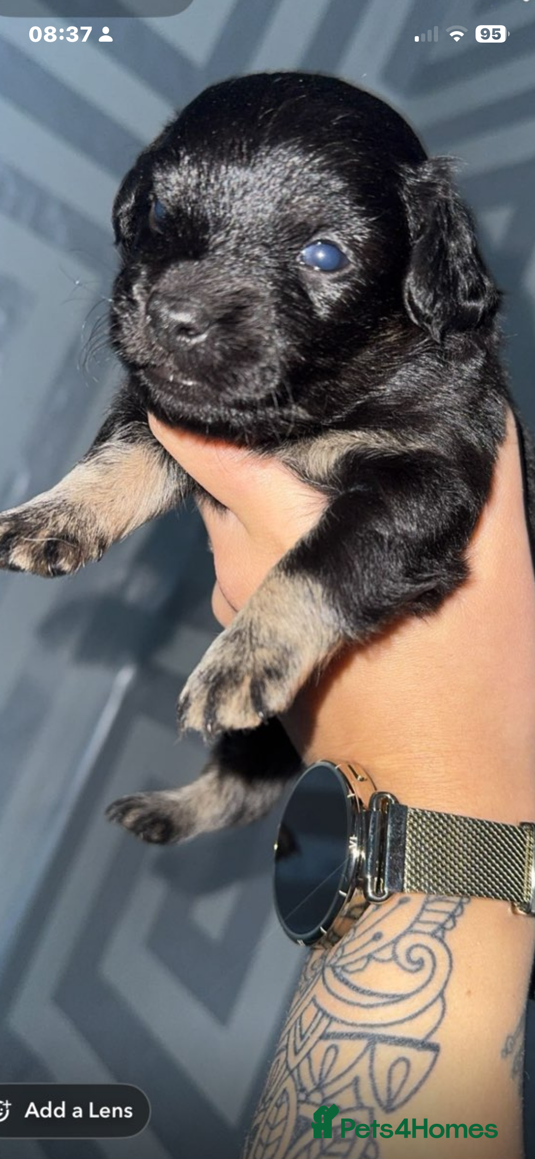 Jackapoo dogs for sale: Jackapoo puppies ready to leave - Advert 1