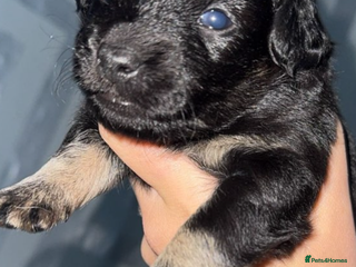 Jackapoo dogs Jackapoo puppies ready to leave - Advert 1