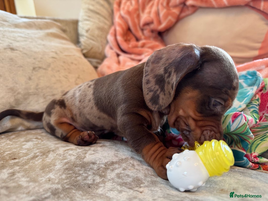 Miniature Dachshund dogs for sale: ❤️🐾💫 Outstanding Miniature Dachshunds 🐾❤️💫 - Image 19