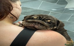 English Bulldog dogs for sale: World class English bulldogs / reduced  - Image 4