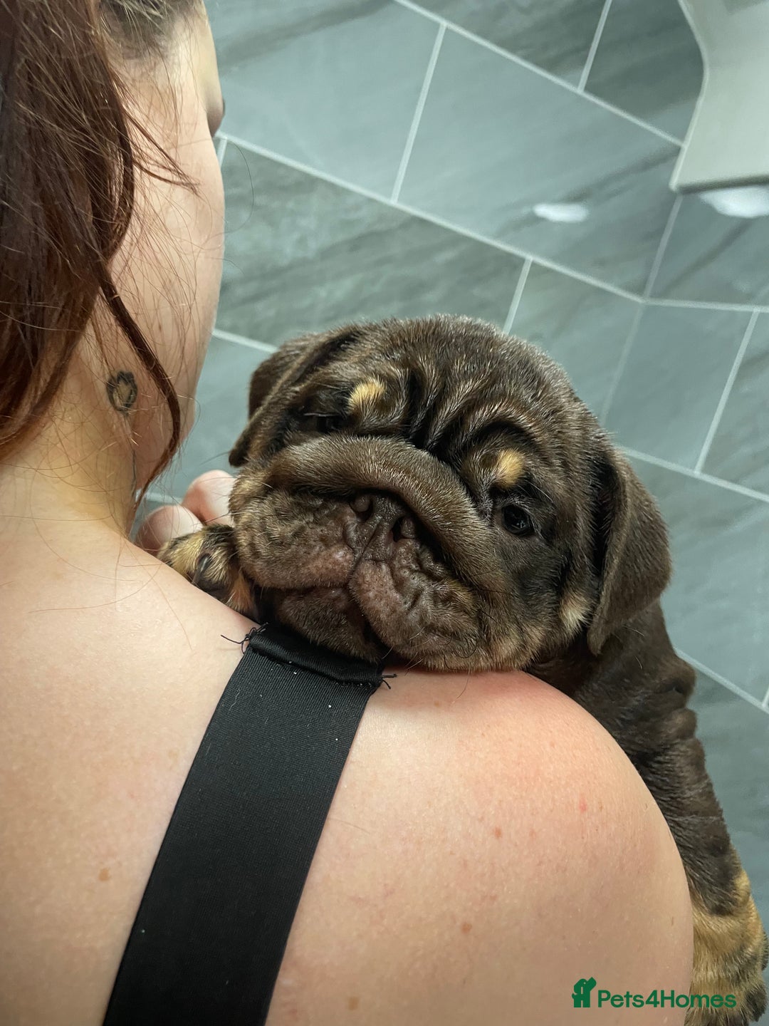 English Bulldog dogs for sale: World class English bulldogs / reduced  - Image 4