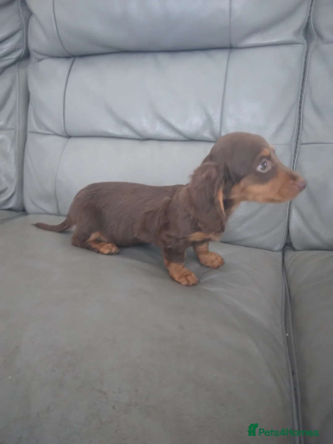 Miniature Dachshund dogs for sale: Dachshund  - Advert 5