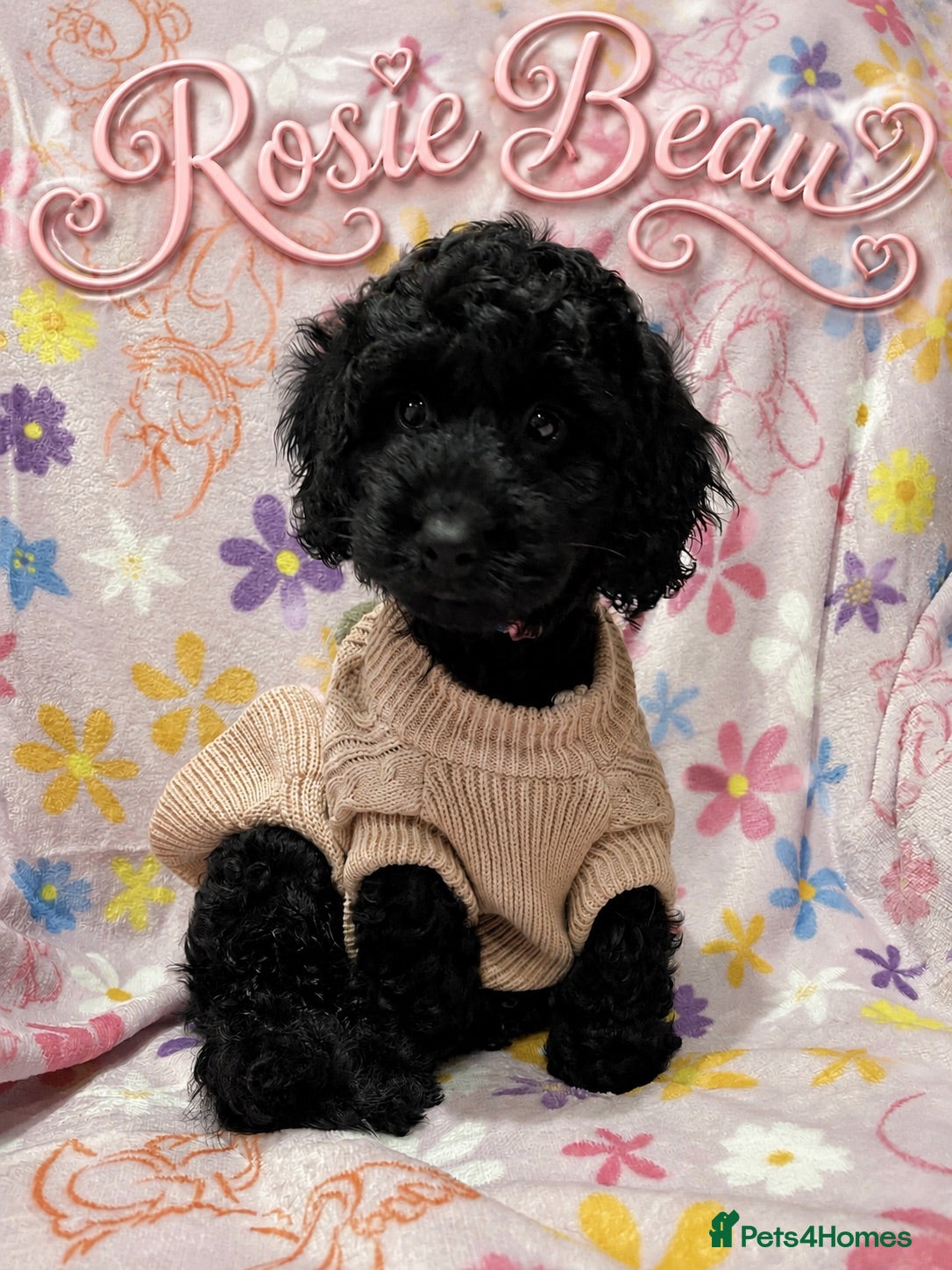 Cockapoo dogs Stunning cockapoo puppy girl - Ready Now - Advert 1