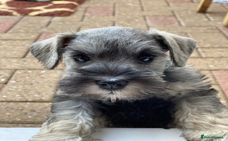 Miniature Schnauzer dogs - Advert 3