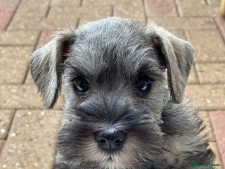 Miniature Schnauzer dogs - Advert 7