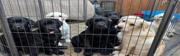 Labrador Retriever dogs for sale: KC Reg Yellow & Black Labrador Pupp - Advert 10