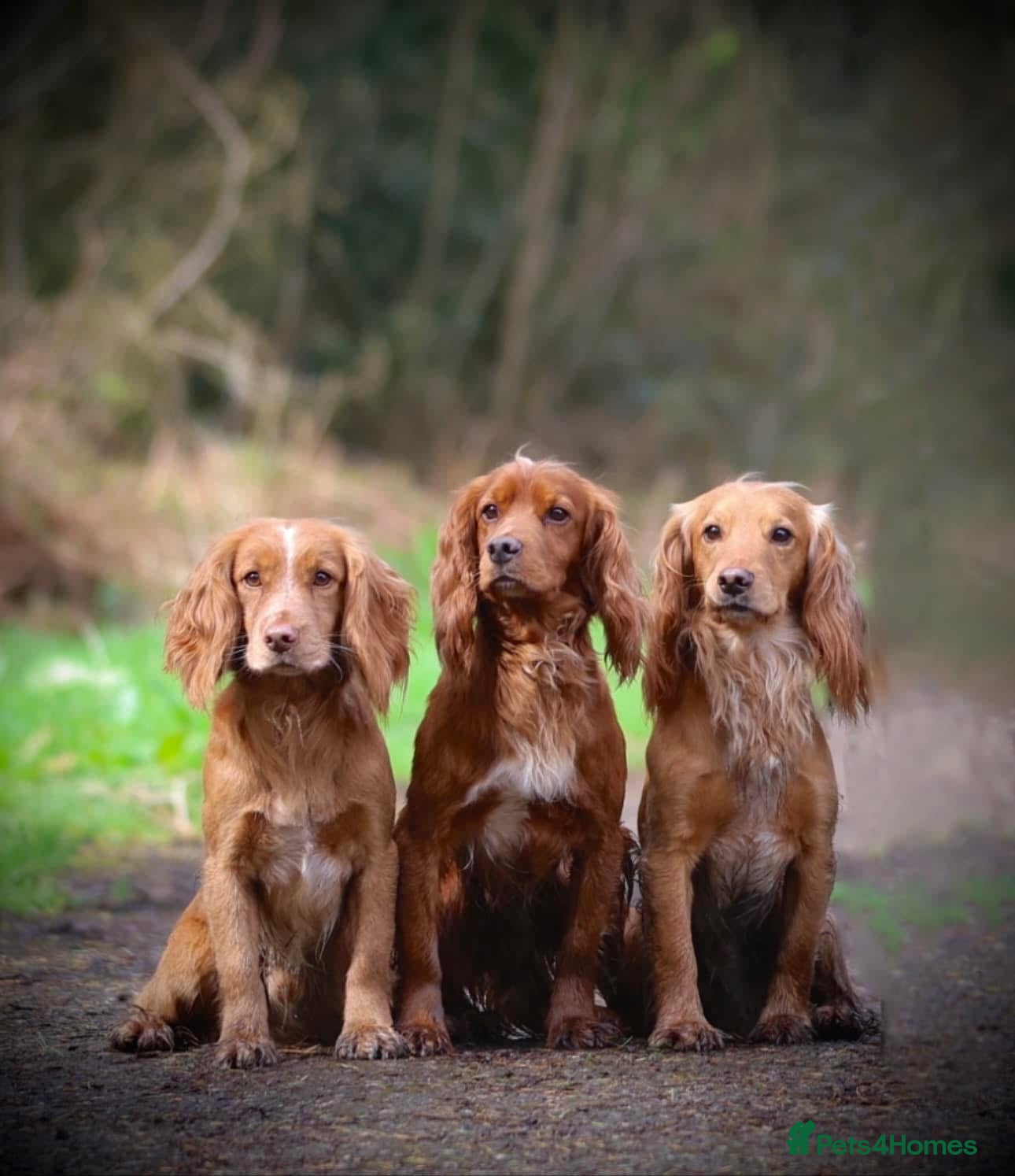 Cocker Spaniel dogs Beautiful pedigree Cocker Spaniel puppies.  - Advert 2