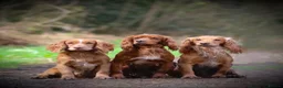 Cocker Spaniel dogs for sale: Beautiful pedigree Cocker Spaniel puppies.  in Camelford - Advert 2