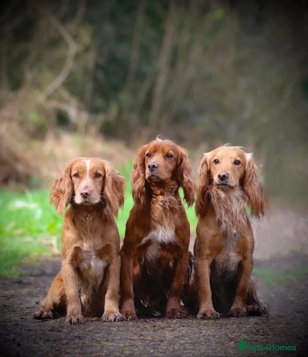 Cocker Spaniel dogs for sale: Beautiful pedigree Cocker Spaniel puppies.  in Camelford - Advert 2