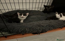 Mixed Breed cats for sale: 5 Kittens - Image 6