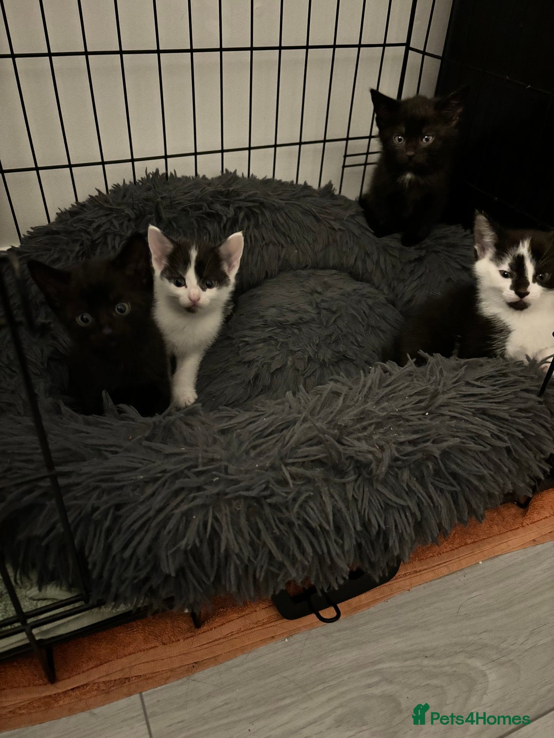 Mixed Breed cats for sale: 5 Kittens - Image 6