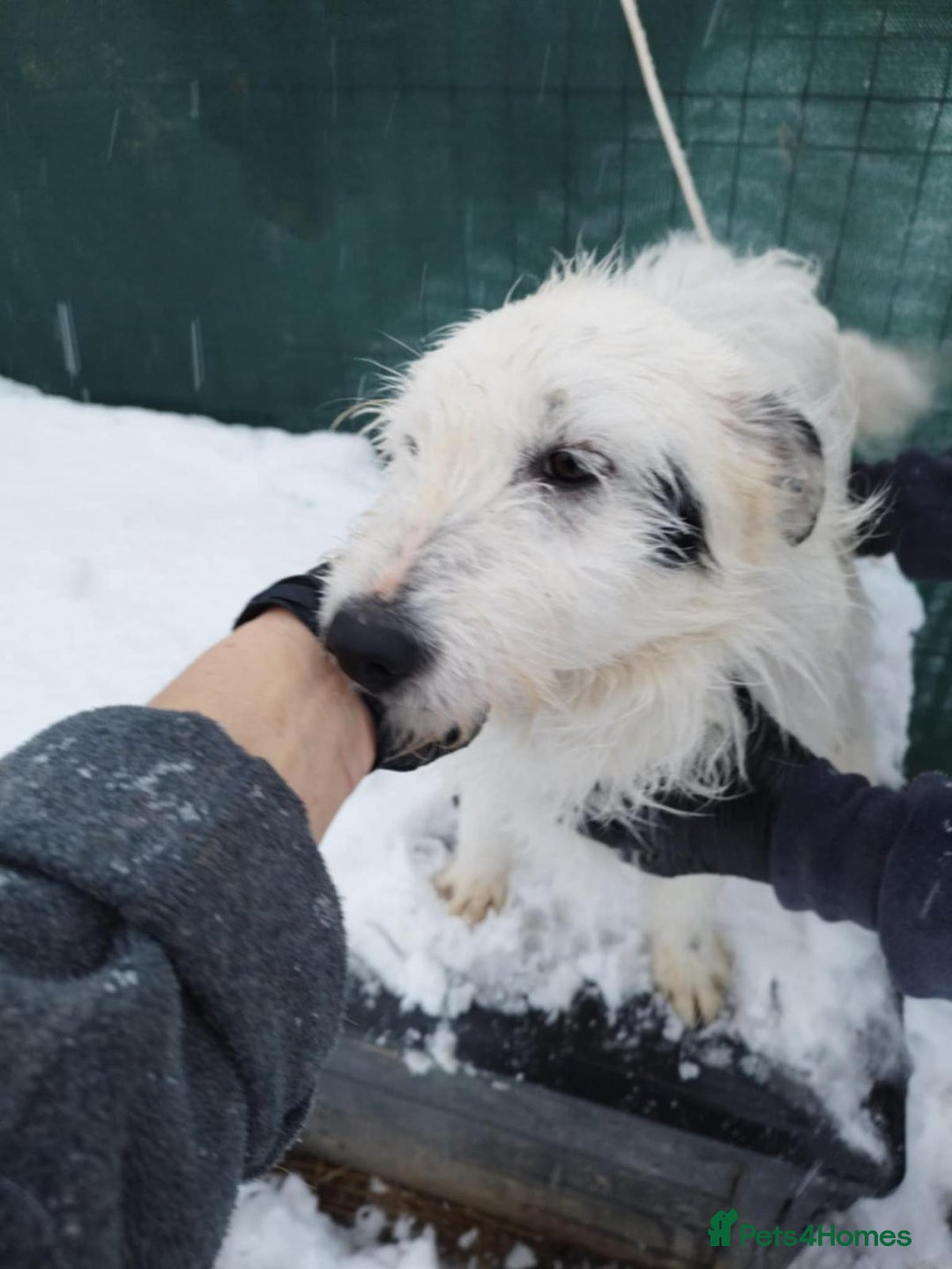 Mixed Breed dogs for adoption: ADRIAN 🤍 a Scruffy, Gentle Soul for a Loving Home - Advert 5