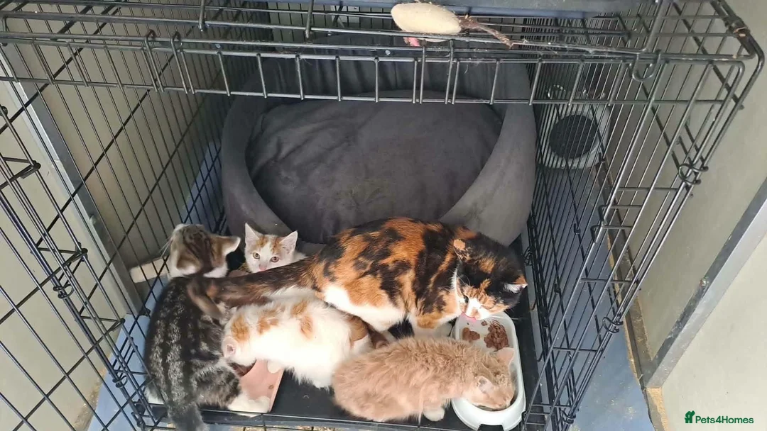 Domestic Shorthair cats for adoption: Zeb - polydactyl kitten for adoption  - Advert 6