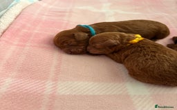 Cockapoo dogs for sale: 4 Stunning Fox Red F1b Toy Cockapoos  - Advert 22