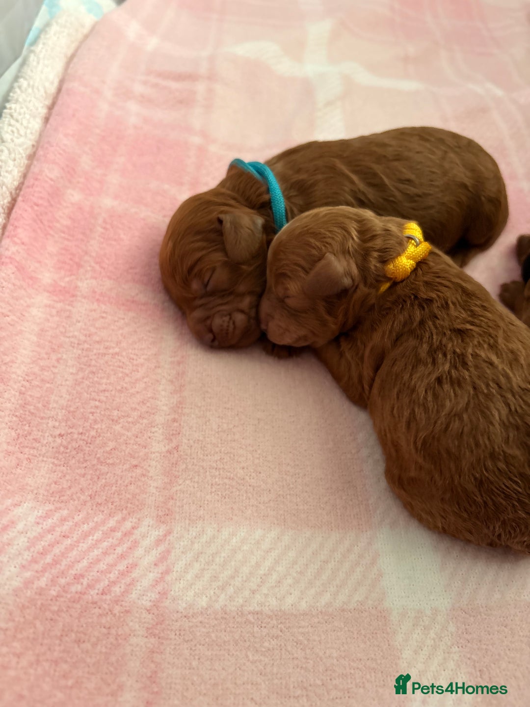 Cockapoo dogs for sale: 4 Stunning Fox Red F1b Toy Cockapoos  - Advert 22