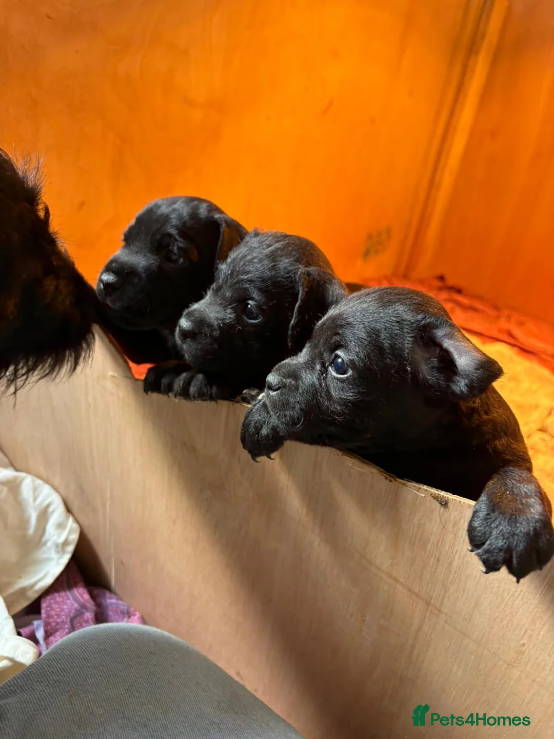 Patterdale Terrier dogs for sale: Patterdale puppies for sale  - Advert 2