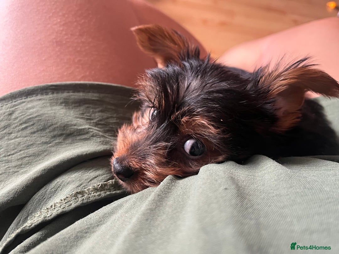 Yorkshire Terrier dogs for sale: 4 Yorkshire terriers for sale  - Advert 13